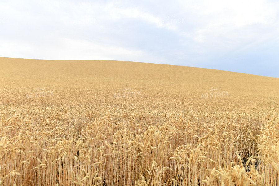 Wheat Field 129053