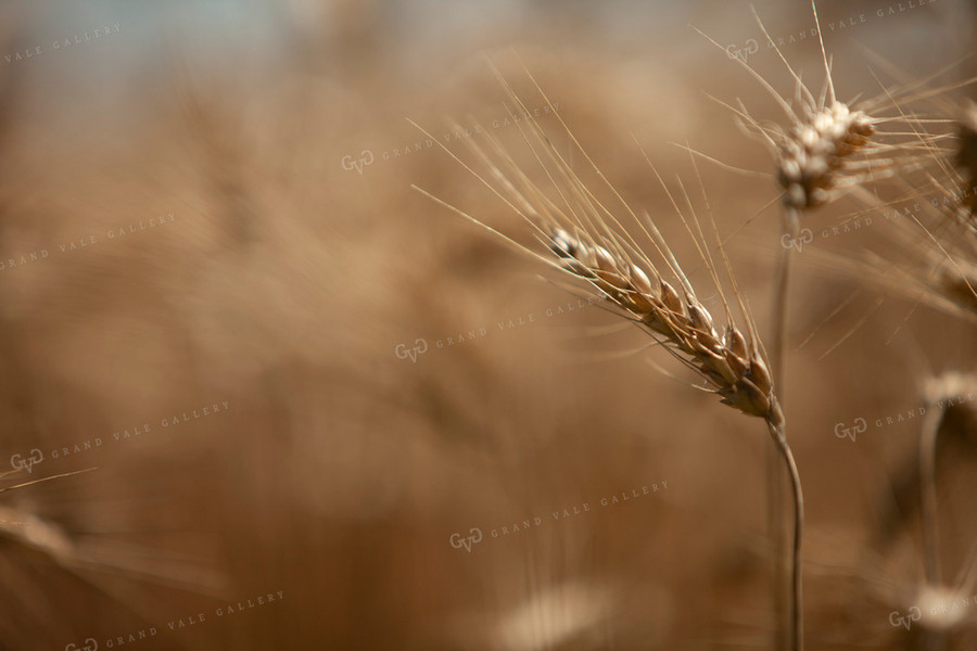 Wheat 2167