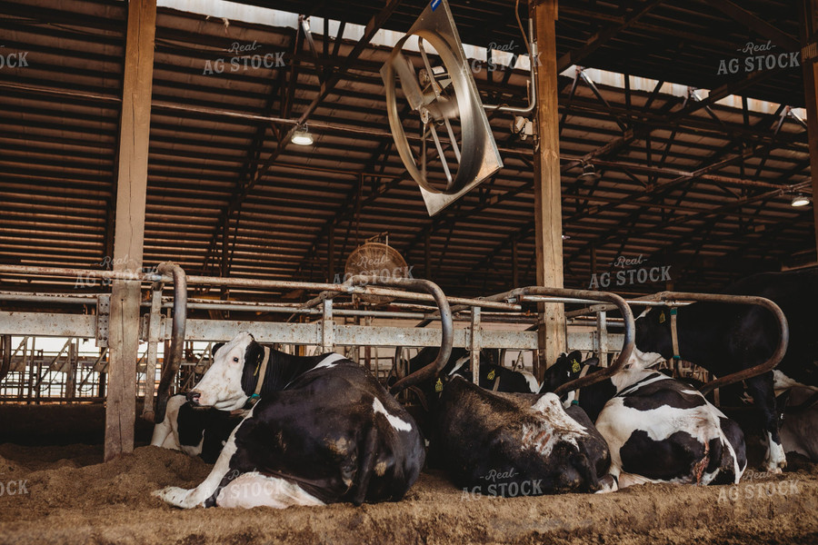 Holstein Cattle in Open Air Barn 152216