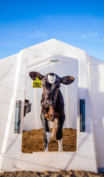 Holstein Calf in Hutch 152232