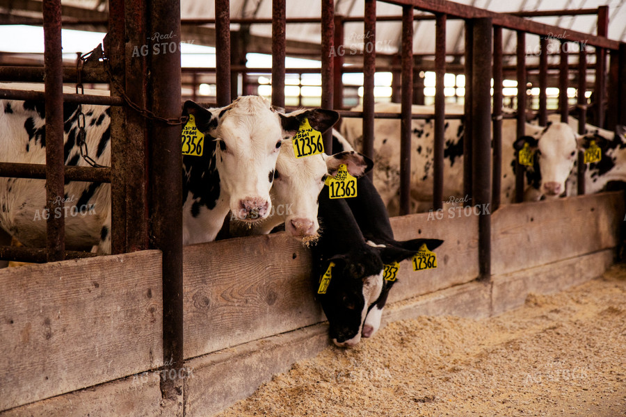 Holstein Cattle in Open Air Barn 67383