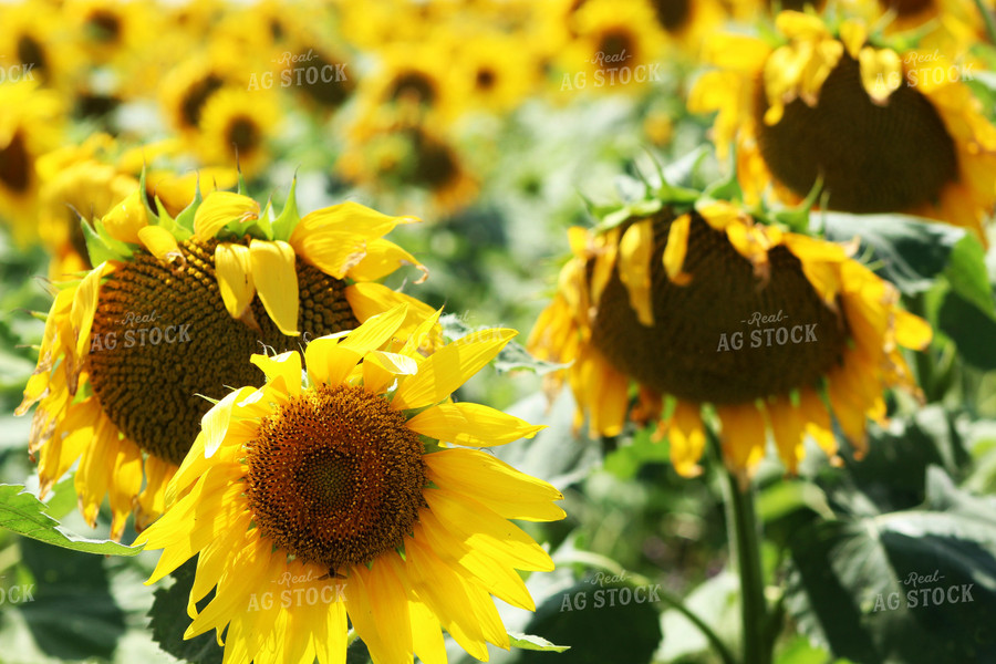 Sunflowers 141039