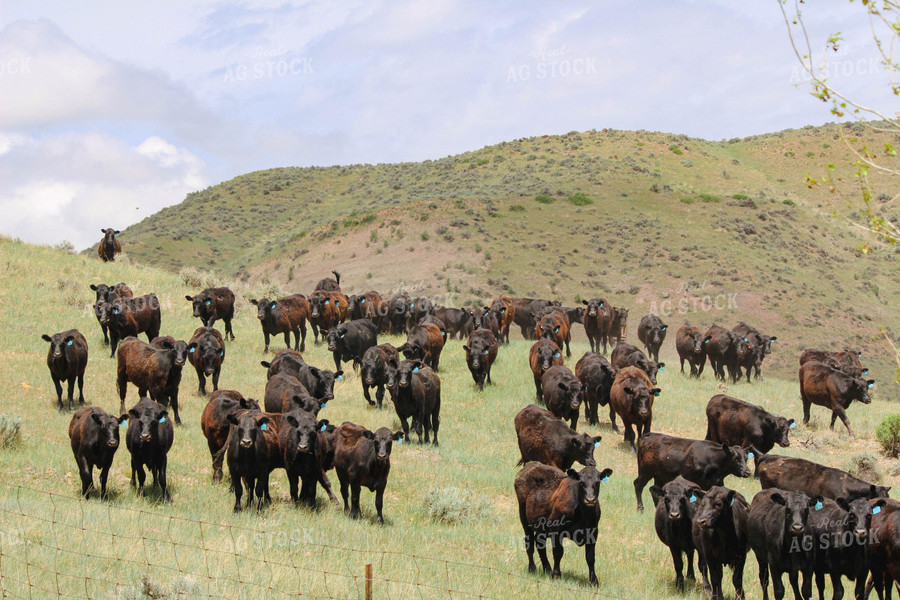 Cattle on Hilly Pasture 63064