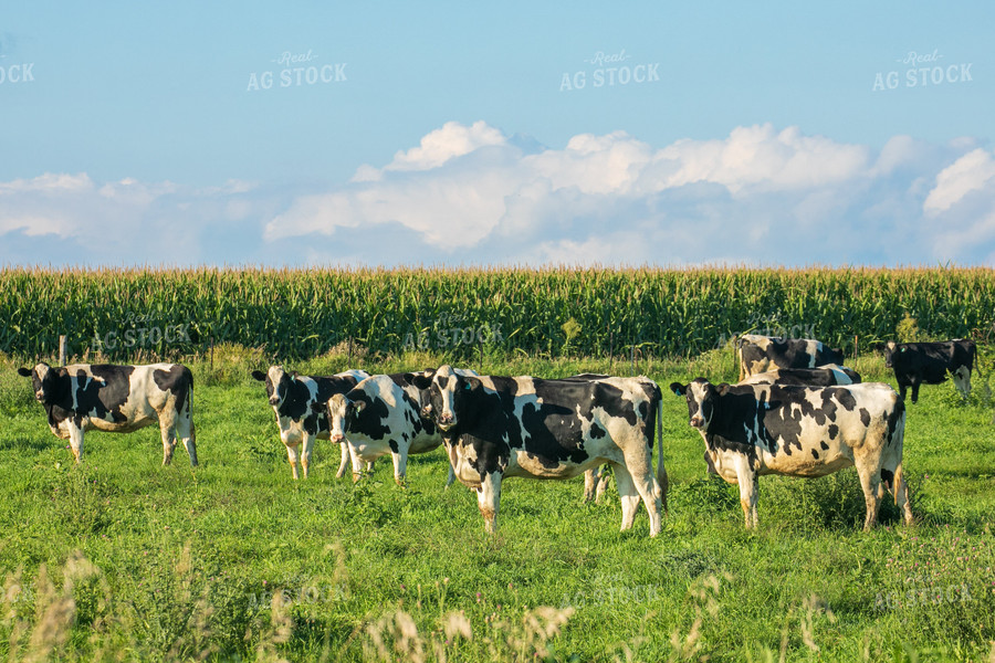 Holstein Cattle 145026
