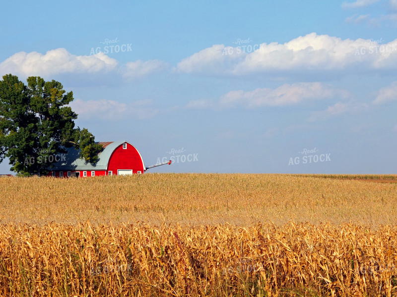 Rural Corn Field Landscape 154044