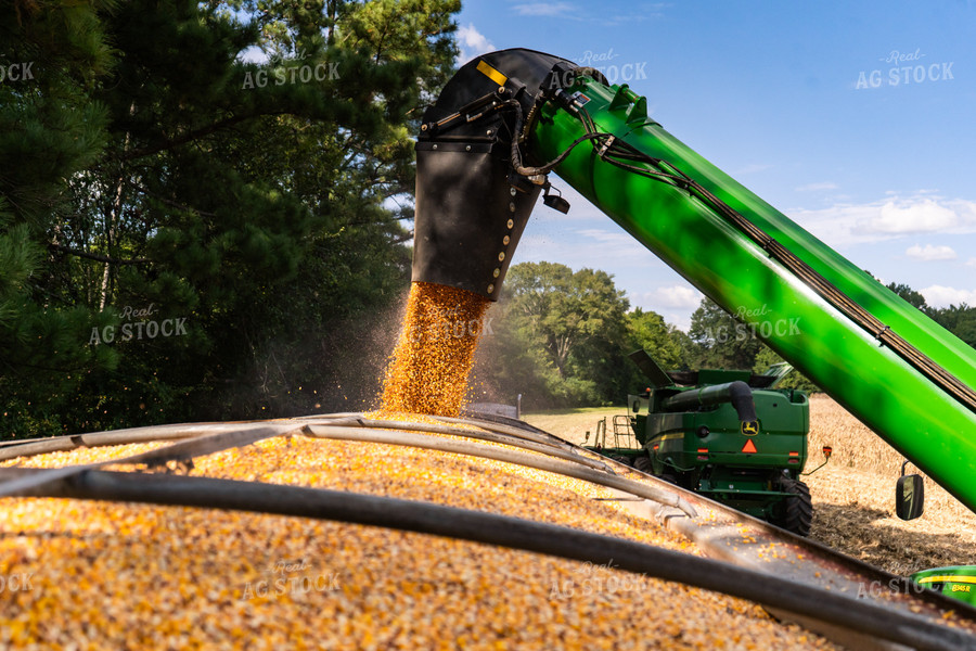 Corn Harvest 128043