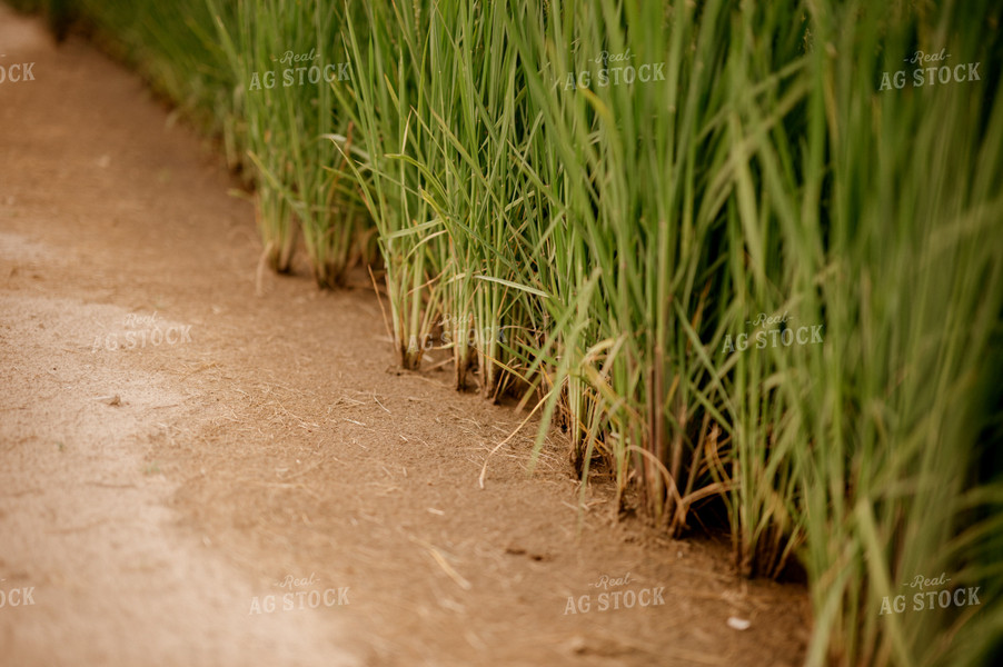 Rice Stalks 125173