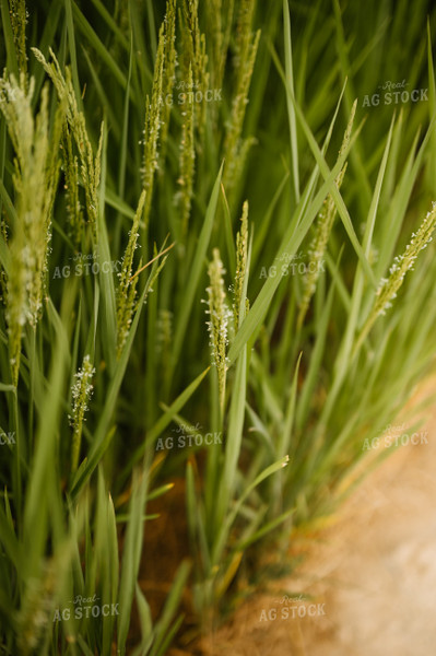 Flowering Rice 125175