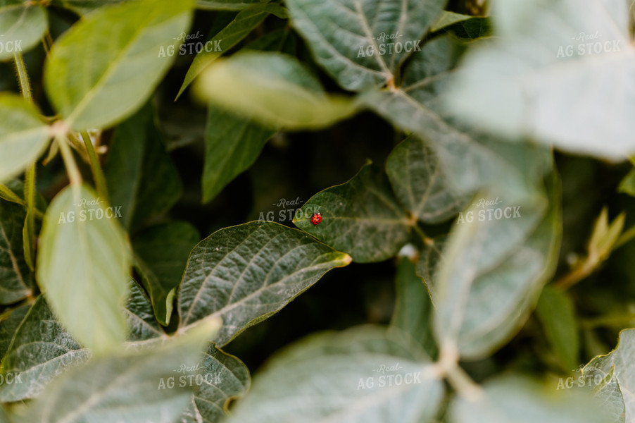 Pest on Soybean Leaf 125183