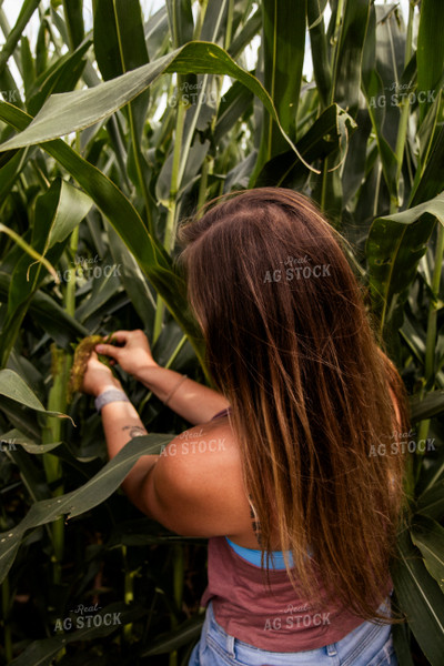 Checking Corn 67417