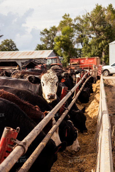 Cattle Eating Feed Ration 67442