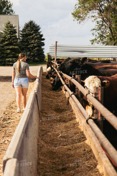 Farmer Walking Along Cattle Pen 67448