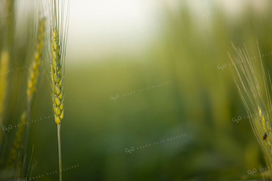 Wheat 2200