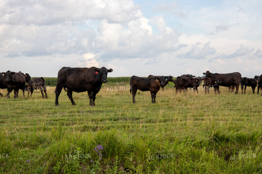 Cattle on Pasture 67476