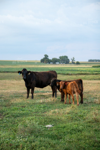 Cow Calf Pair on Pasture 67486