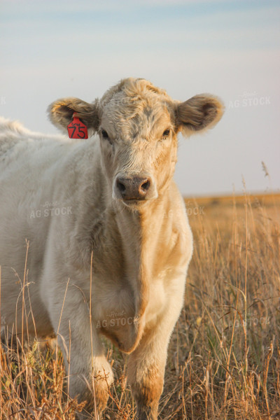 Charolais Cattle 155003