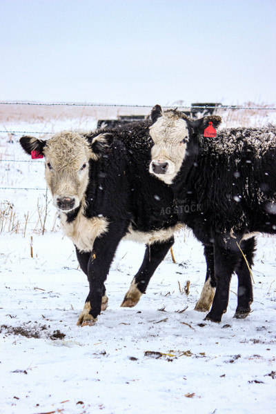 Black Baldy Cattle 155010