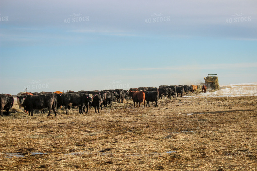 Cattle 155022