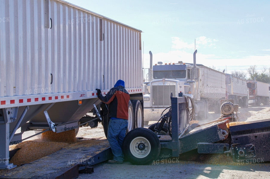 Dumping Grain at Elevator 156015