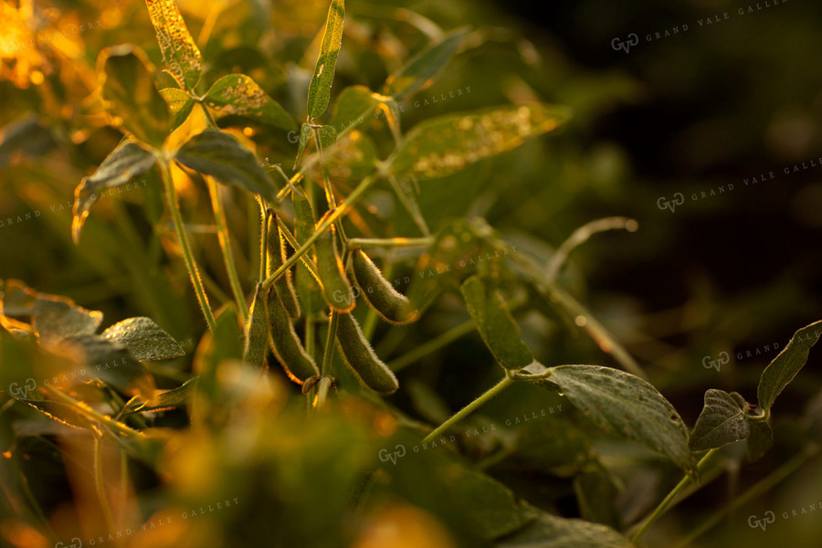 Soybeans - Mid-Season 4901