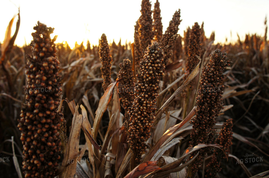 Sorghum 156027