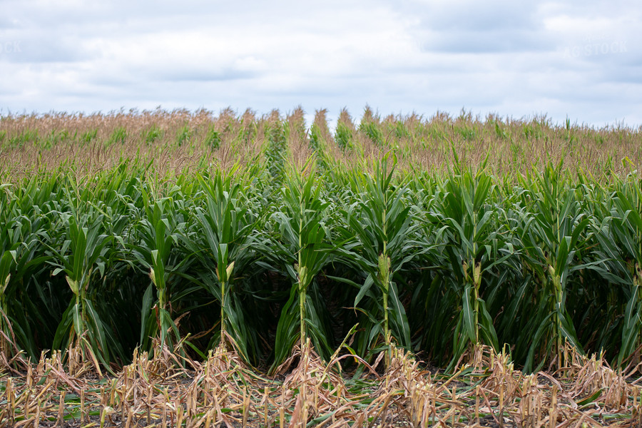 Silage Harvest 50413