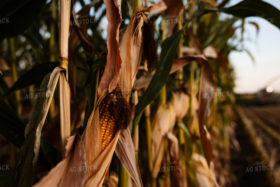 Corn Ear 152300