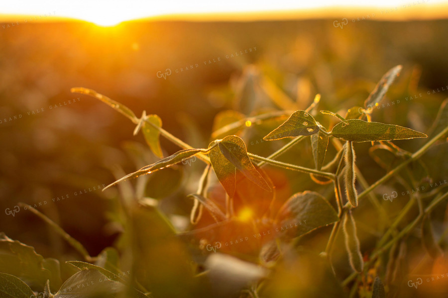 Soybeans - Mid-Season 4893