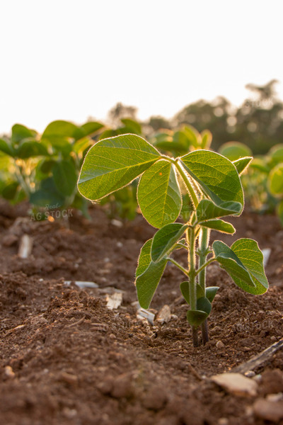 Early Growth Soybean Plant 157011