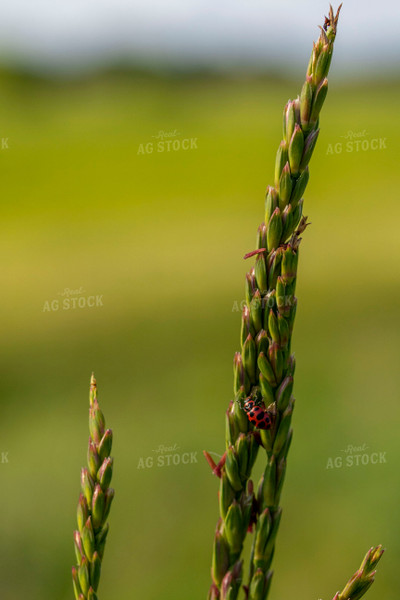 Pest on Corn Tassel 157013