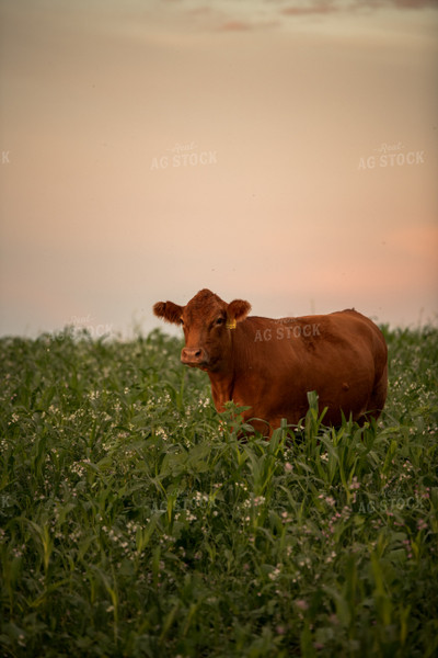 Cattle in Cover Crops 76449