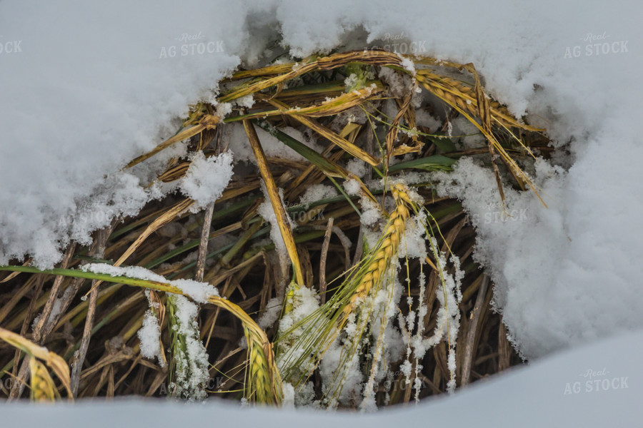 Snow Covered Barley 138076