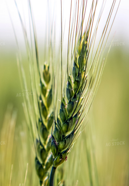 Barley 138105