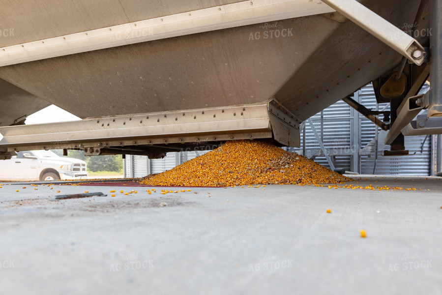 Dumping Corn into Dryer Pit 79392