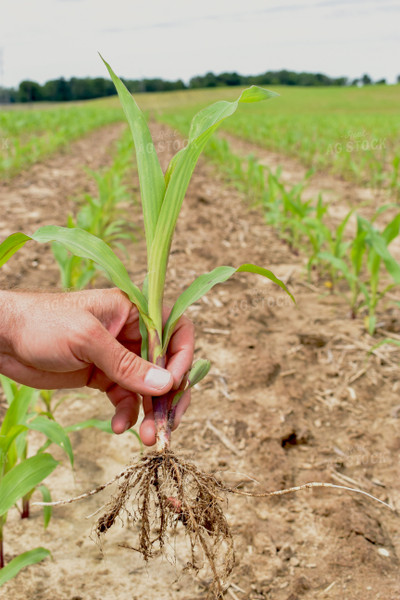 Early Growth Corn 84198