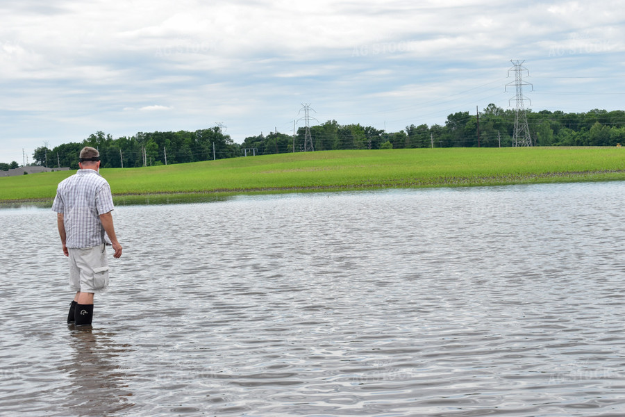 Farmer in Flooded Corn Field 84199