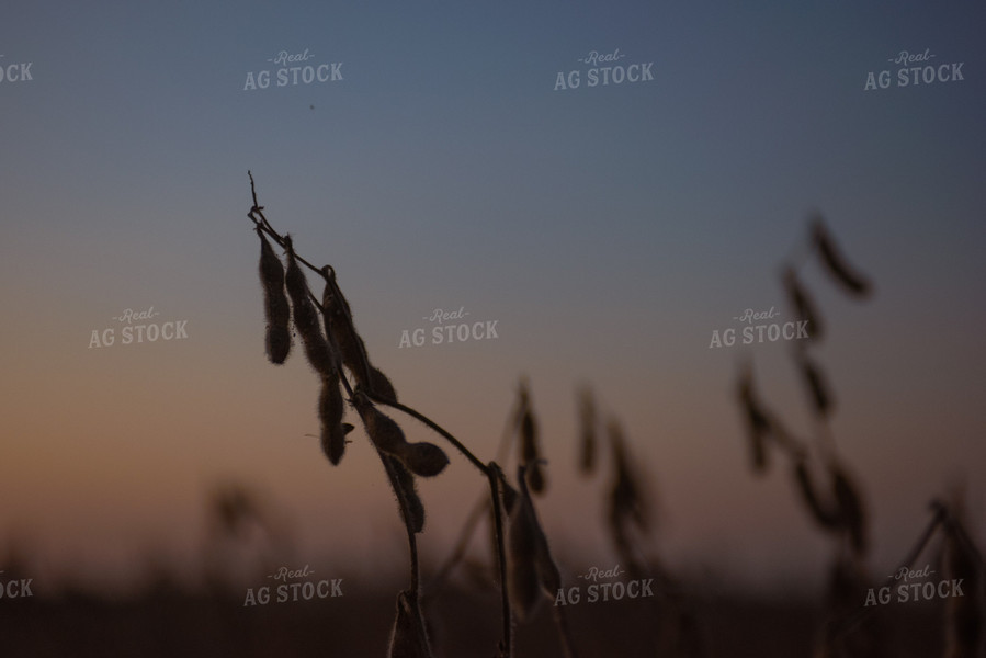 Dried Soybeans 129081