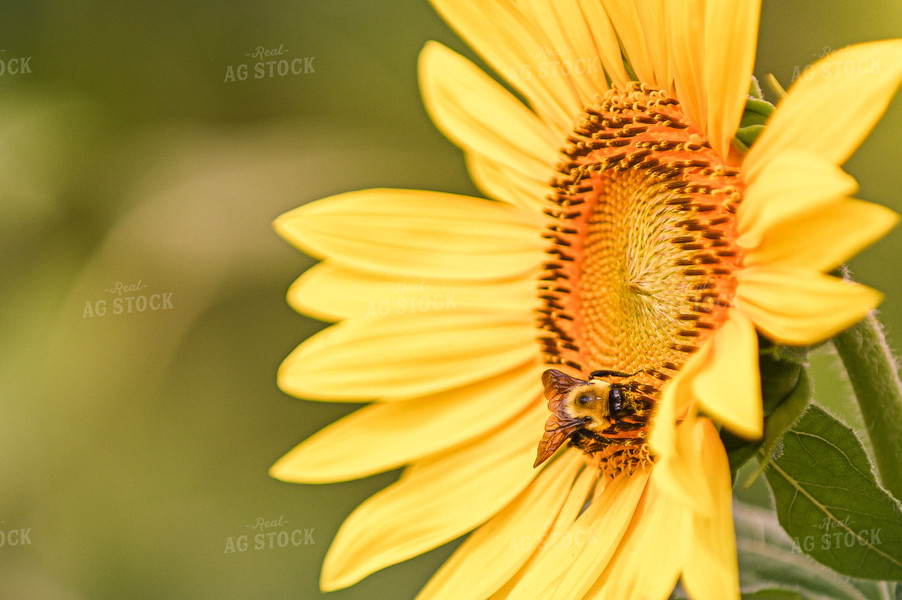 Bee on Sunflower 158003