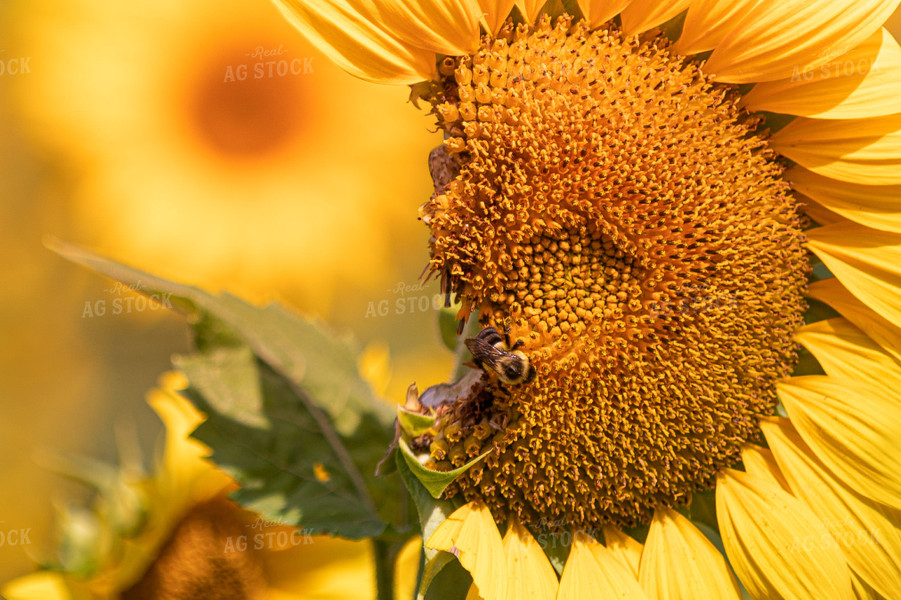 Bee on Sunflower 158006