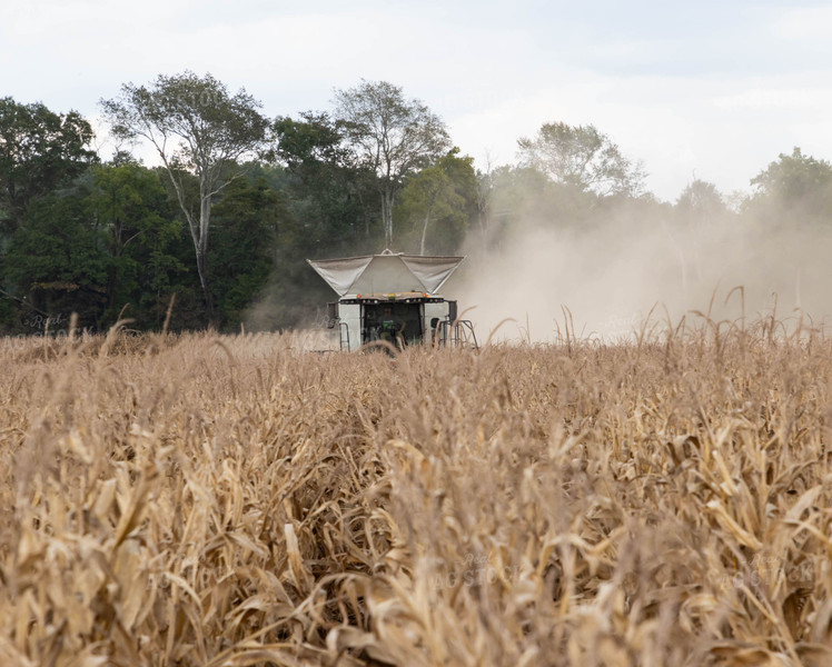 Corn Harvest 79406