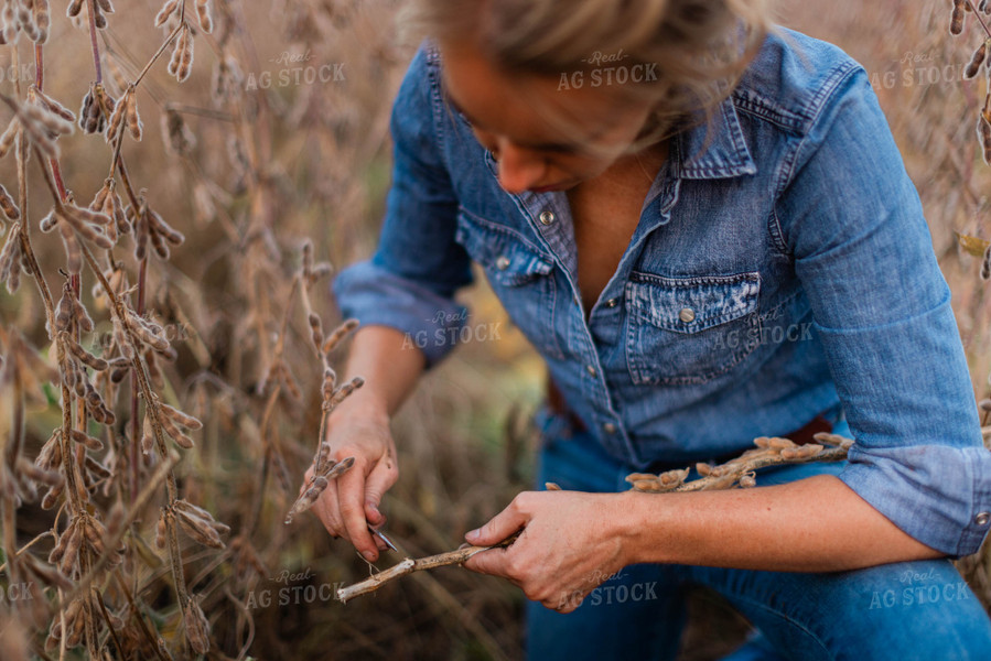 Female Agronomist Checking Beans 8368