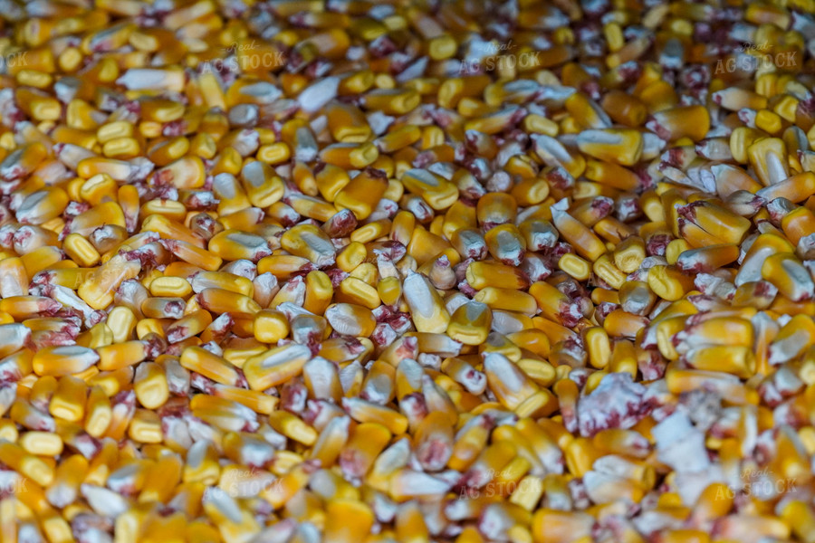 Harvested Corn 65106