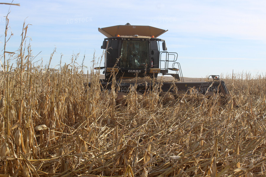 Harvesting Downed Corn 141076