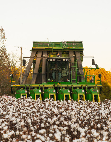 Cotton Harvest 128050