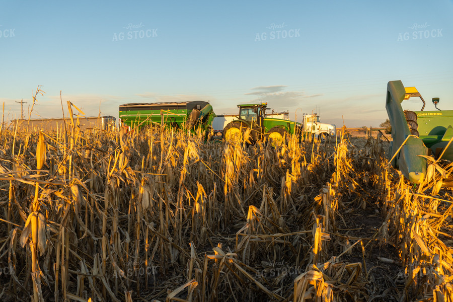 Harvesting Downed Corn 65115