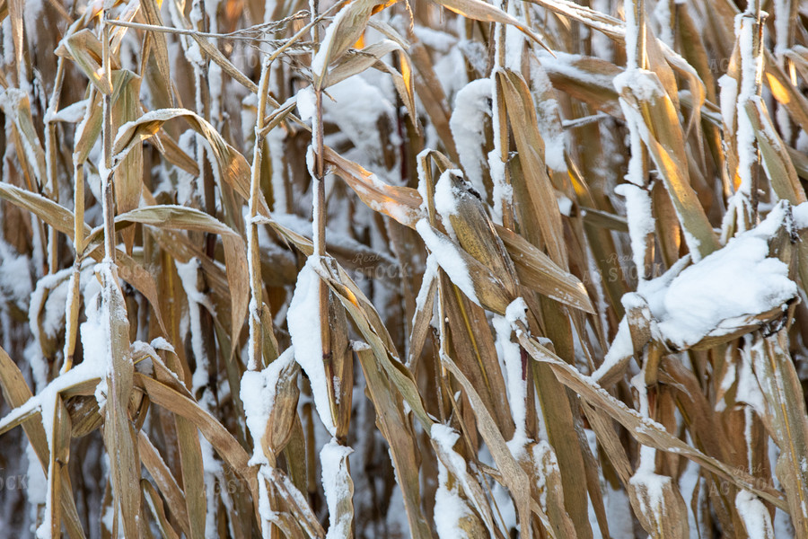 Snow Covered Corn 50436