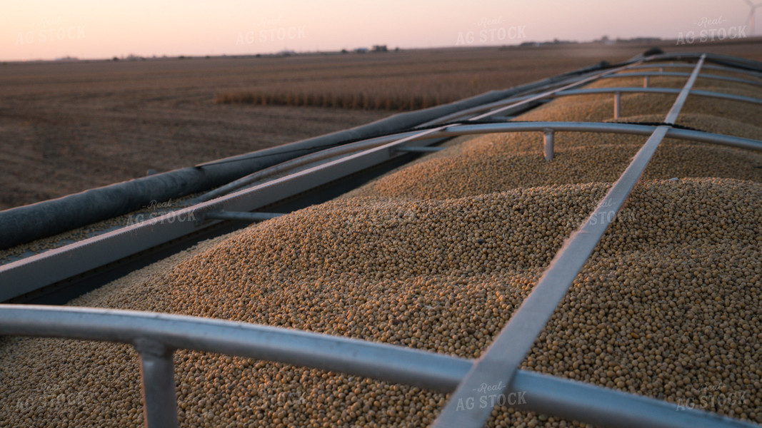 Soybeans in Semi Trailer 26063