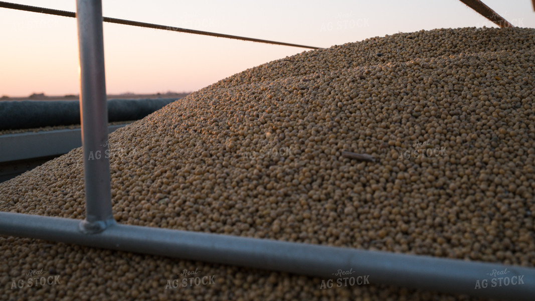 Soybeans in Semi Trailer 26064