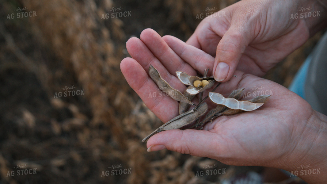 Checking Soybeans 26070