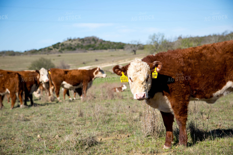 Hereford Cattle 161023